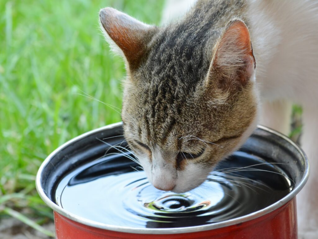 Conhe A Dicas De Como Fazer Seu Gato Beber Gua Chalesco