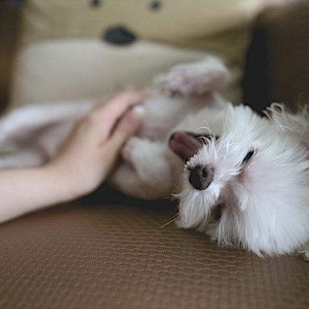 Cachorro para apartamentos: melhores e piores raças