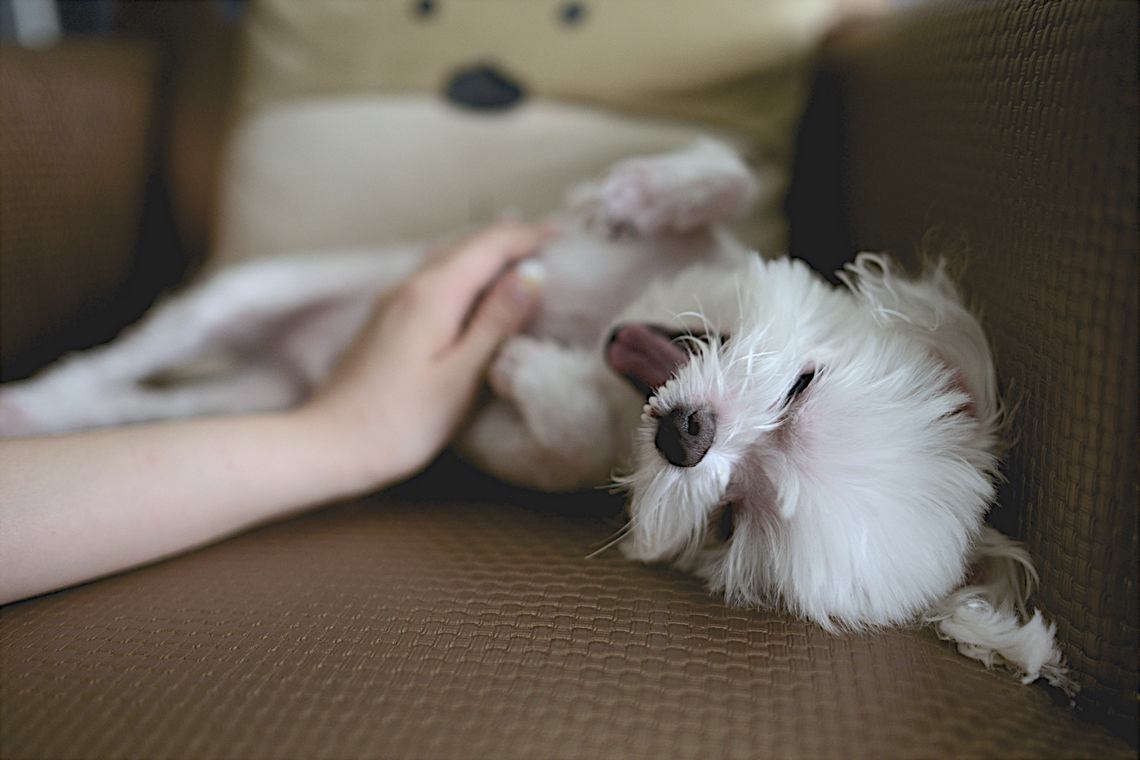 Cachorro brincando no sofá
