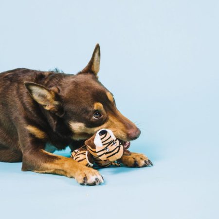 Brinquedos para cachorro – Funções e os cuidados na escolha