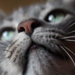 Caixa de areia para gatos