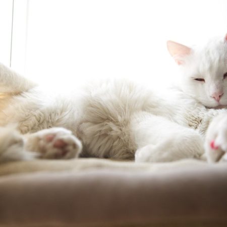 Casas para gatos – Diversão e atividade