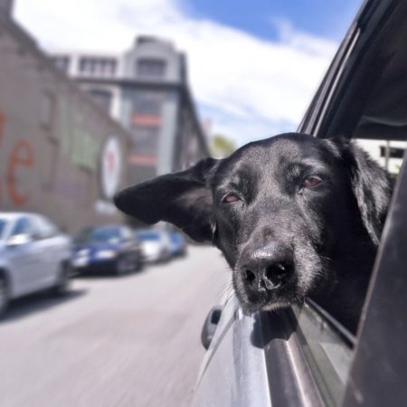 Cinto de segurança para cachorros