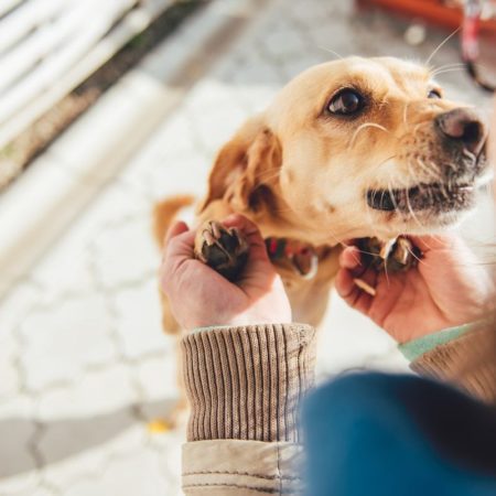 Raças de cães – As 10 mais populares no Brasil