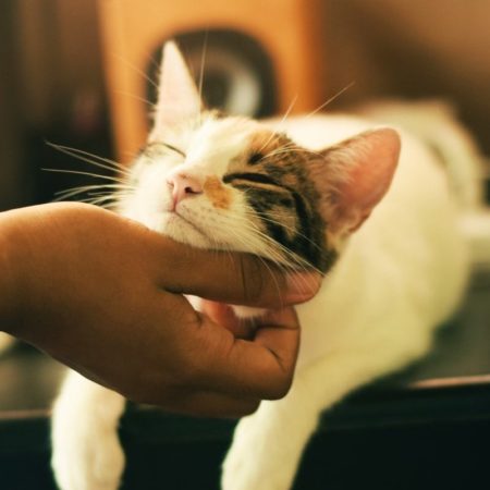 Pelagem de gato – Dicas de cuidado