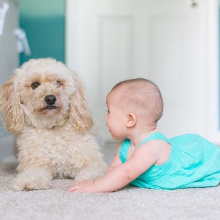 Cachorros para crianças – Vantagens e raças