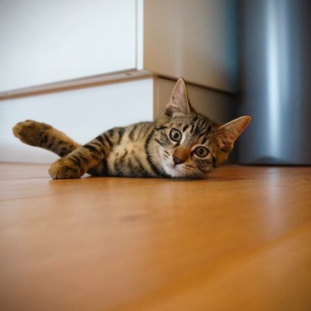 Arranhadores para gatos – 5 benefícios importantes