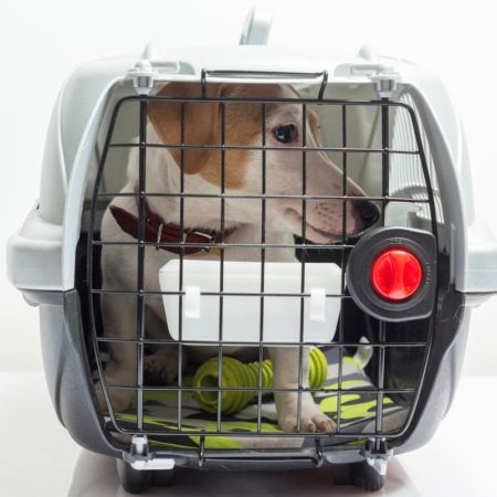 Caixa de transporte para cachorro: como escolher