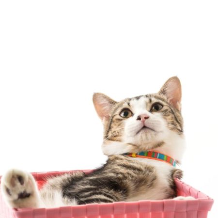 Sílica para gatos – Conheça as vantagens e características