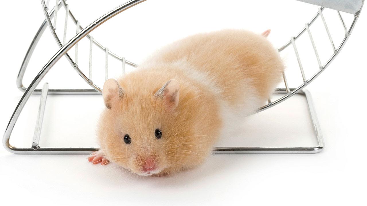 Hamsters: as características dos pequenos roedores