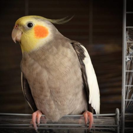 Viveiro para pássaros: o que você deve saber