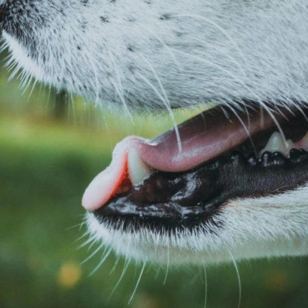 Cachorro com mau hálito: como tratar?
