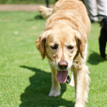 Como não errar na hora de escolher produtos para o meu cão?