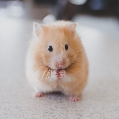 Tudo que você precisa saber antes de comprar um Hamster