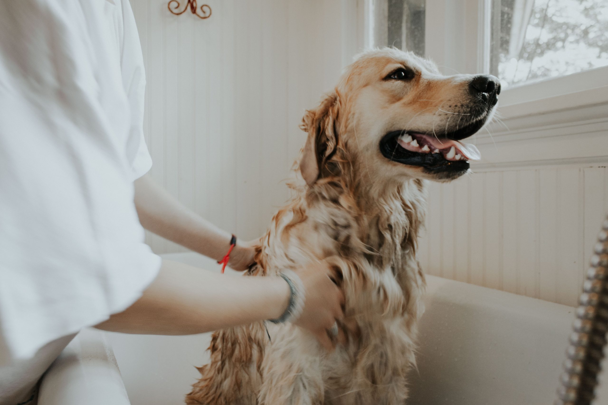 Principais cuidados para manter a higiene do animalzinho de estimação