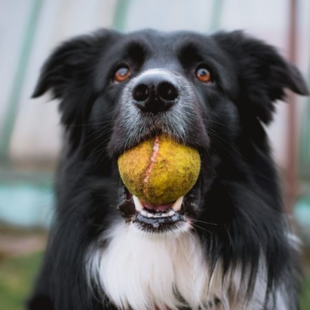 5 benefícios dos brinquedos para cachorros