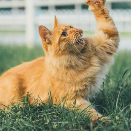 Descubra a importância dos arranhadores para gatos