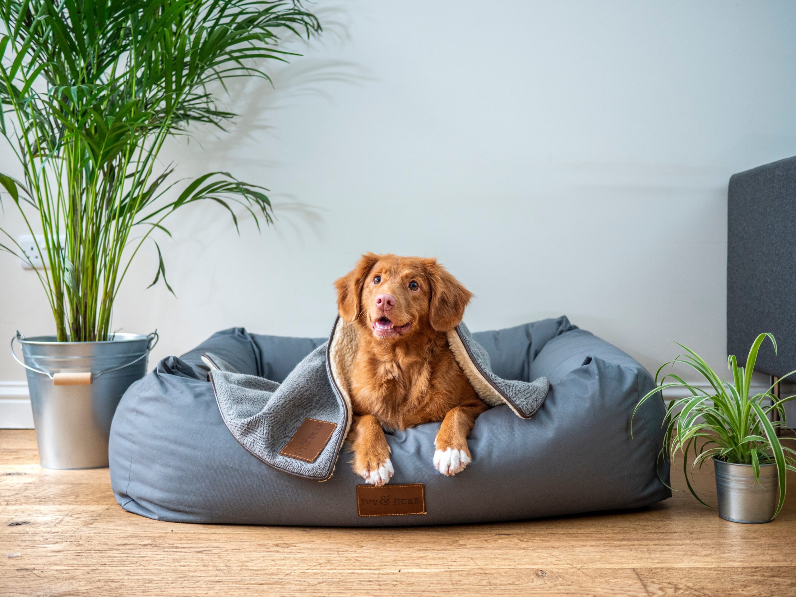 Caminhas de Cachorro Melhores Preços