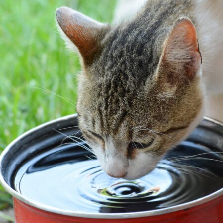 Conheça dicas de como fazer seu gato beber água