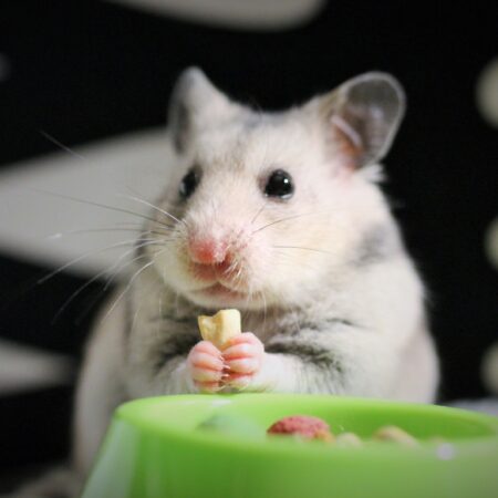 Comida para Hamster: o que eles podem comer?