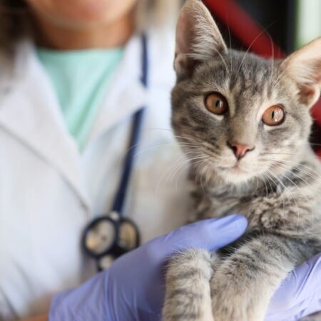O que todo tutor deve saber antes de levar o gato ao veterinário?