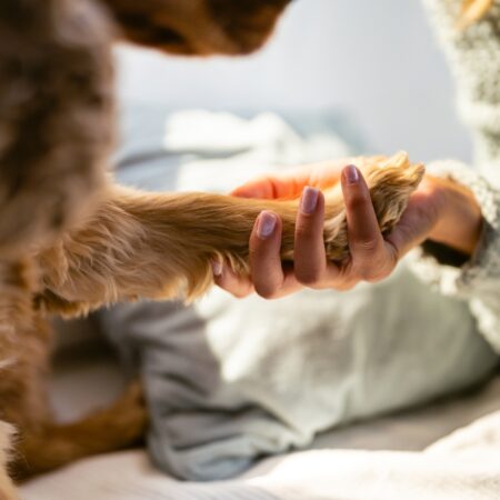 5 dicas para ajudar o seu cachorro a ser mais obediente