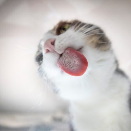 Veja fatos curiosos sobre a língua de gato