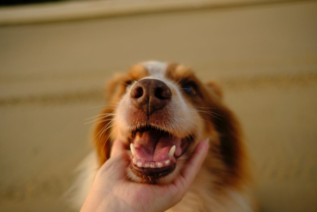 escovar os dentes do cachorro