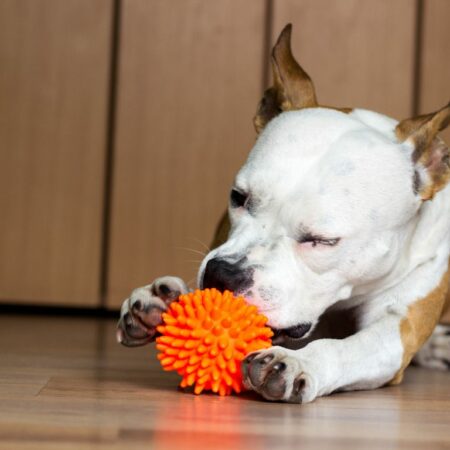 Brinquedos de mastigação para cães: o que são?