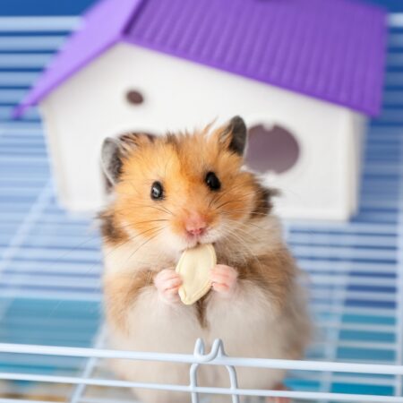 Como escolher o tamanho correto da gaiola para hamster?