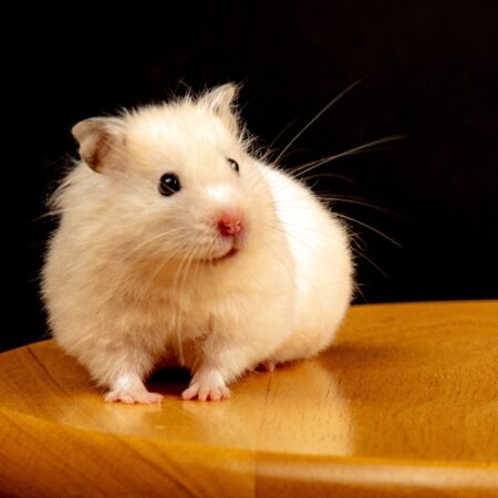 Problemas de saúde comuns em hamsters e como preveni-los