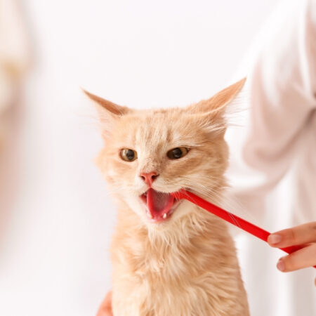 Cuidados com a saúde bucal do seu pet: Produtos e dicas