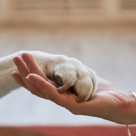 Bem-estar animal: A importância de escolher produtos de qualidade