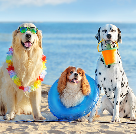 Proteja seu Pet do Calor com Dicas Práticas